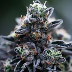 gsc cannabis strain