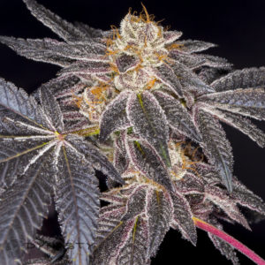 huckleberry cookies cannabis strain