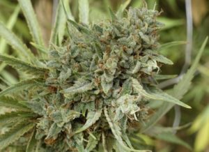 inzane cannabis strain