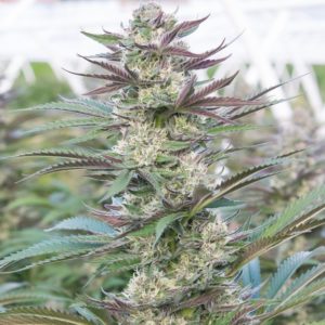 cherry cookies cannabis strain