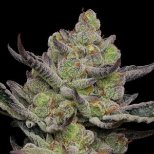 gmo cookies cannabis strain