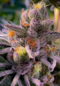 gmo sunset sherbet cannabis strain